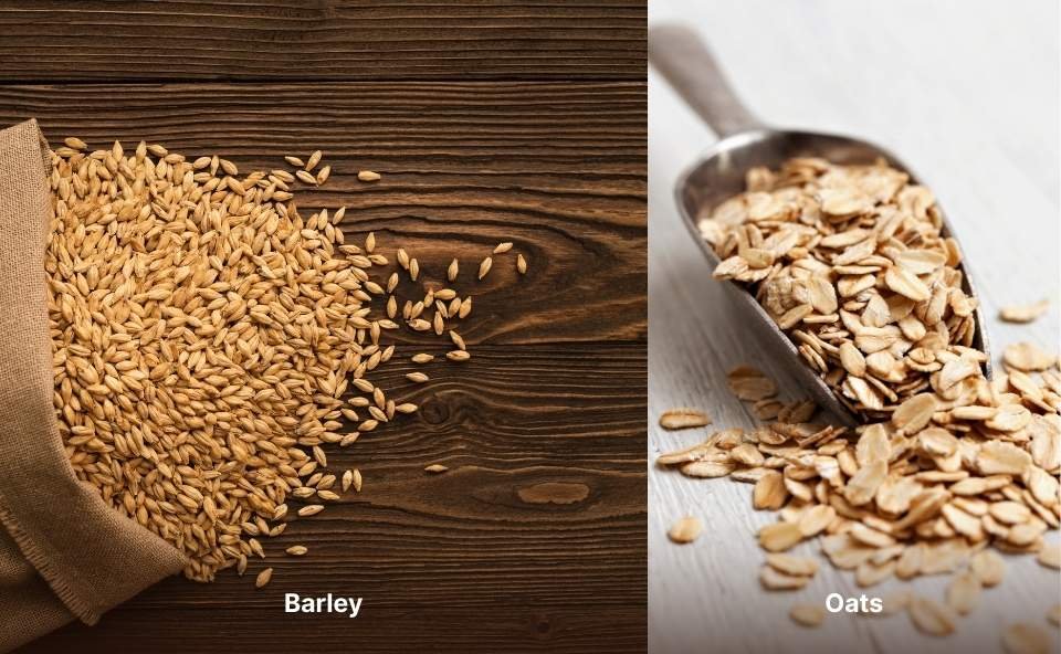 barley vs oats comparison