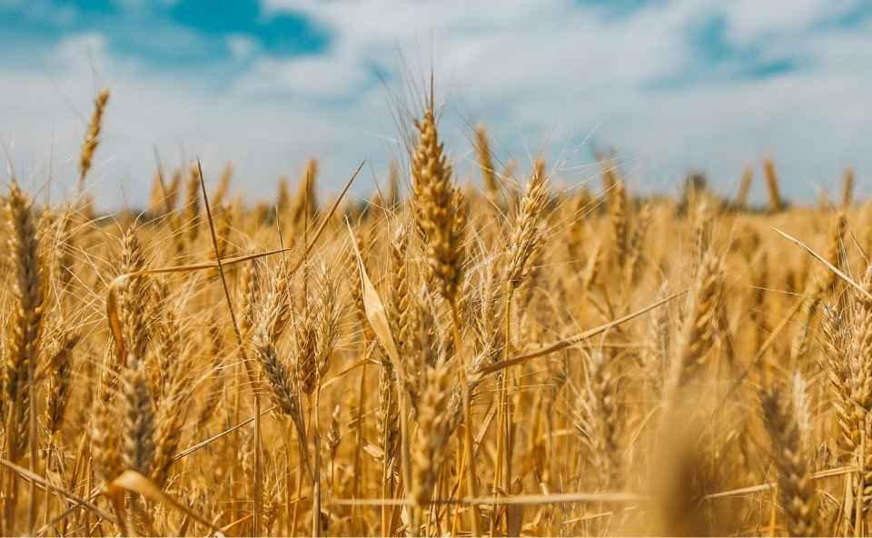 wheat berries plant wheat berries plant